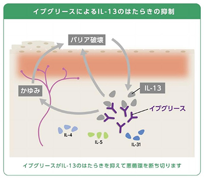 イブグリースとは